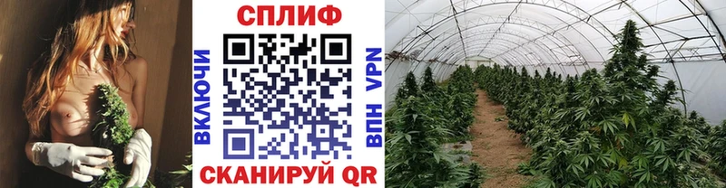 МАРИХУАНА индика  Полярные Зори 